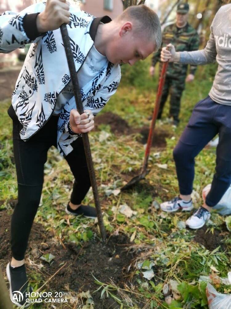 Посадка деревьев